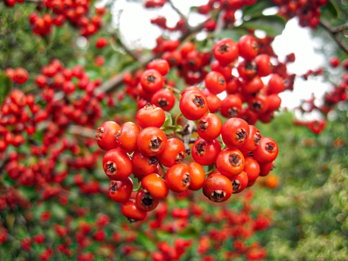 vue rapprochée des baies rouge vif sur un buisson de buisson ardent