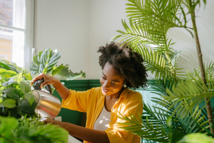 iStock-1305447683 raviver les plantes hivernées femme arrosant les plantes de la maison