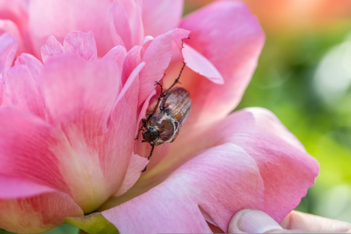 Coléoptère mangeant une fleur rose.