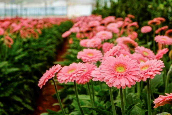 entretien des marguerites gerbera - fleurs roses