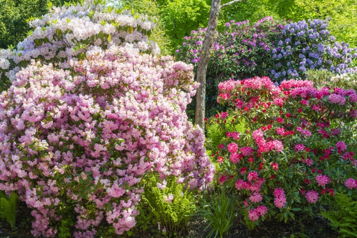 plantes d'extérieur que l'on peut multiplier à partir de boutures