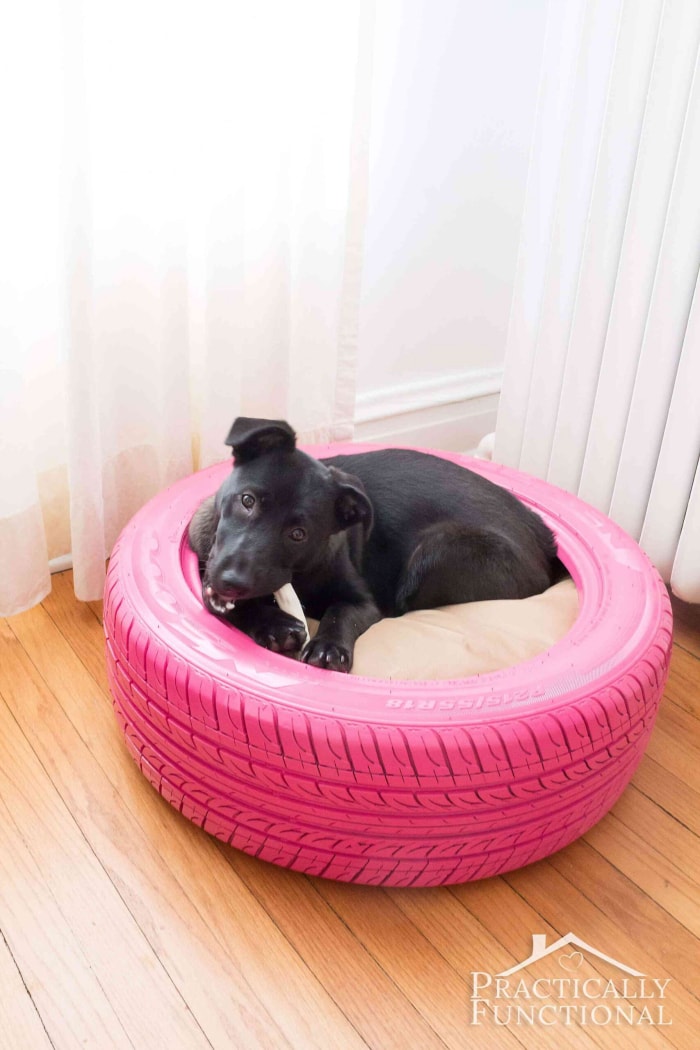 Un chiot labrador noir se blottit dans un pneu rose transformé en lit pour animaux.