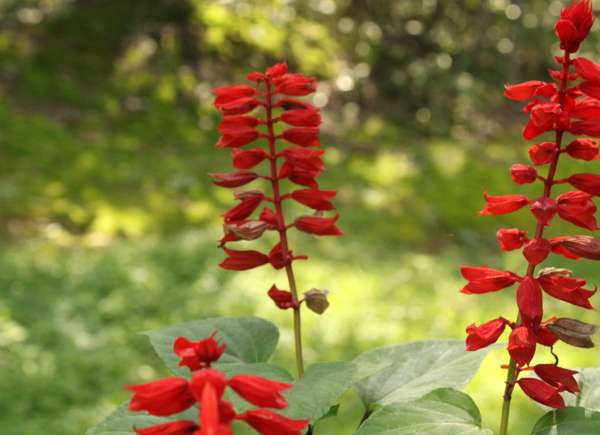 Fleurs de cardinal rouge en plein air.