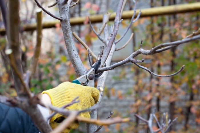 Les tâches à accomplir en novembre Élagage des arbres à l'automne