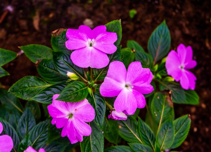 plantes d'extérieur que l'on peut multiplier à partir de boutures