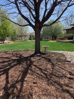 18 Cour arrière avec arbre, 2 mai