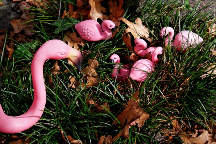 une-mère-flamant-en-plastique-regarde-ses-bébés-flamants-en-plastique-dans-l'herbe