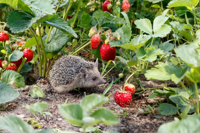 les erreurs de jardinage qui tuent vos plantes - hérisson dans un jardin de fraises - hérisson dans un jardin de fraises