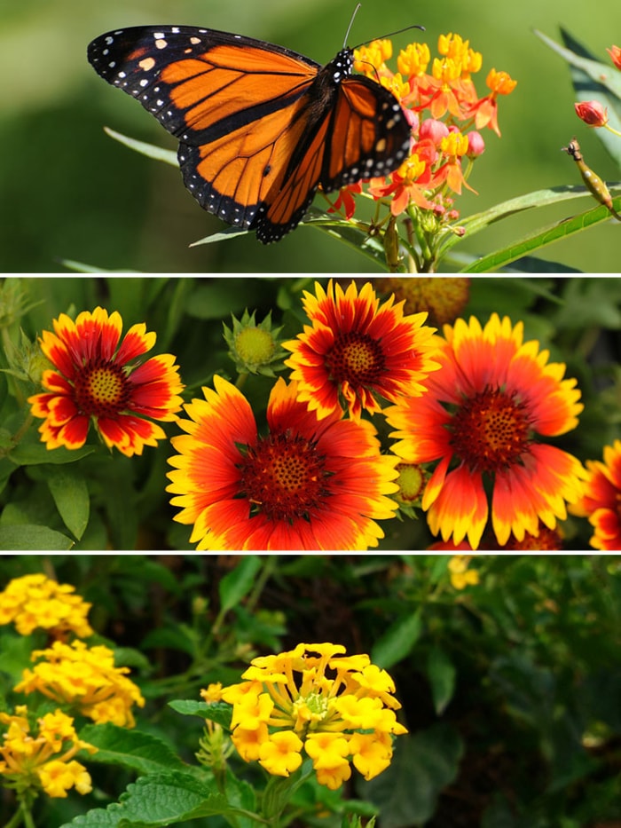 idées de jardin en pot pour les papillons