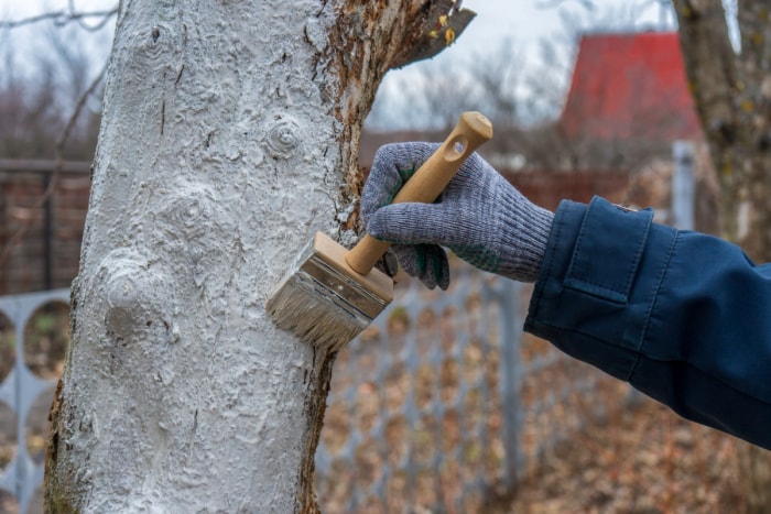 pourquoi peindre les arbres en blanc - peindre les arbres en blanc à la main