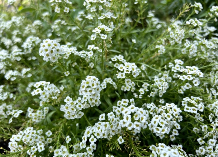 Alyssum fleurissant abondamment de petites fleurs blanches.