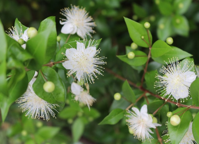 plantes qui aiment l'ombre