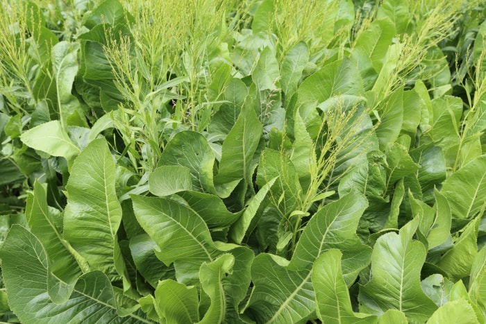 Plants de raifort poussant dans un jardin vert.