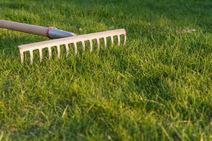 iStock-1146429762 avantages du ver de terre ratisser l'herbe