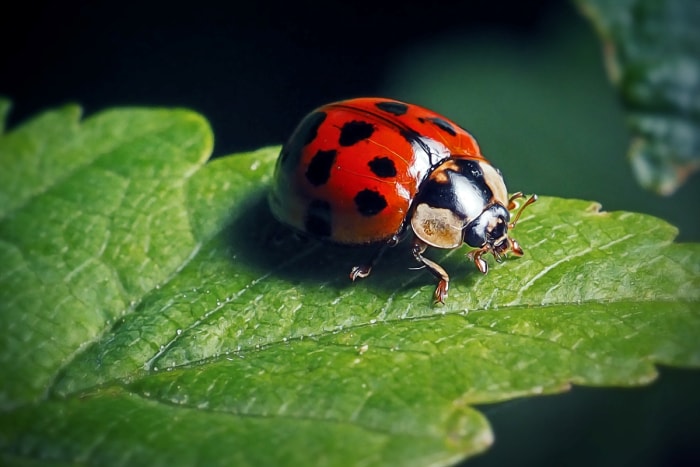 Coccinelle sur une feuille