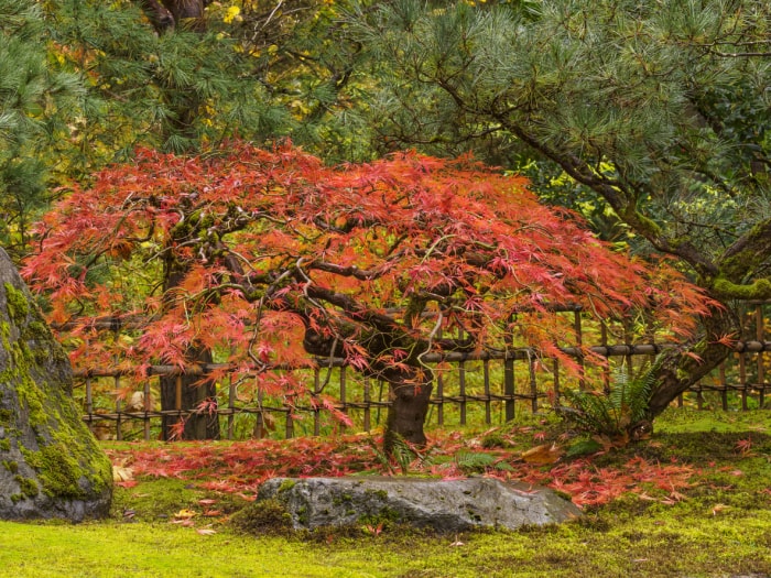 érable japonais rouge vif dans la cour avec des arbres à feuilles persistantes avec des feuilles rouges dans les branches et sur le sol