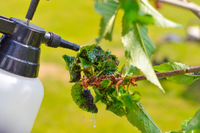 Traitement par pulvérisation des pucerons sur la plante