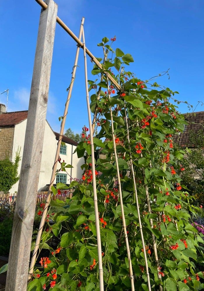 10 plantes grimpantes faciles à contrôler