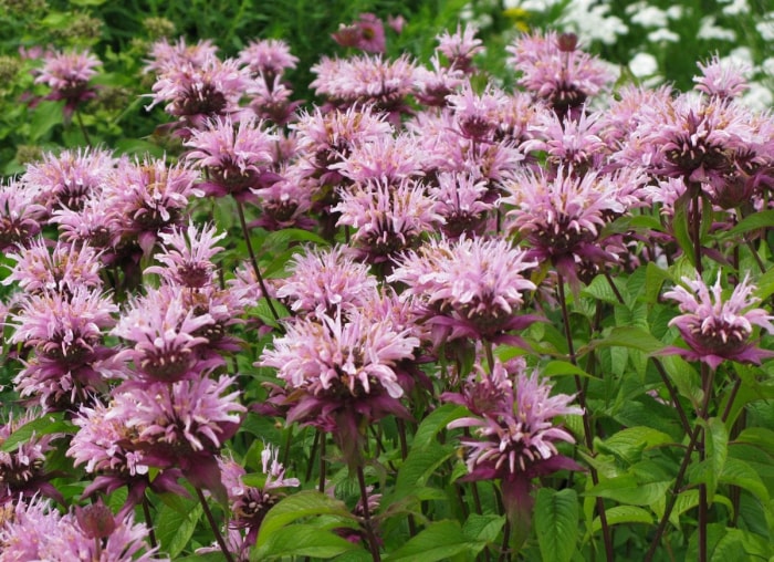 plantes qui aiment l'ombre