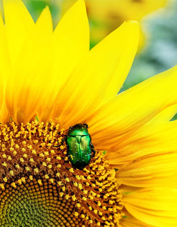 Insectes qui ressemblent à des cafards