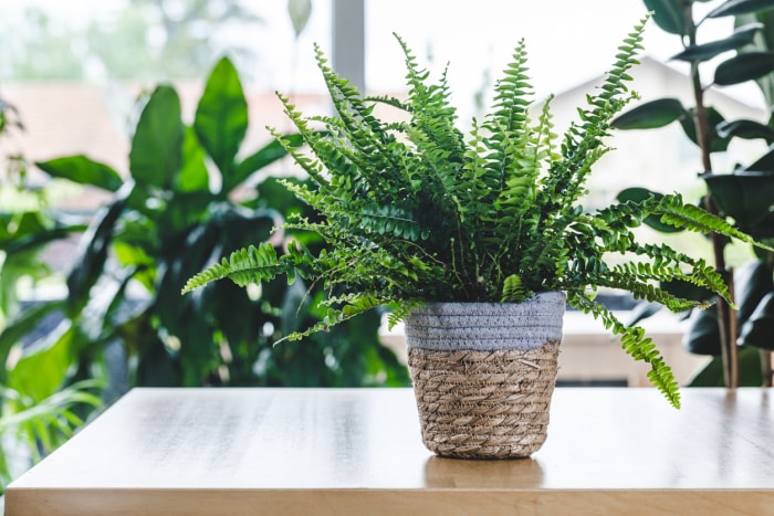 Les 8 pires plantes d'intérieur pour les personnes allergiques