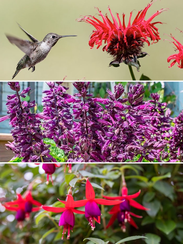 jardin en conteneur pour colibris