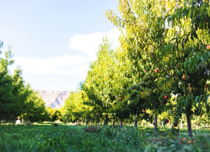 10 choses que j'aurais aimé savoir avant de commencer un jardin