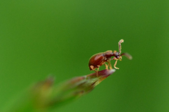 Les insectes qui ressemblent aux punaises de lit