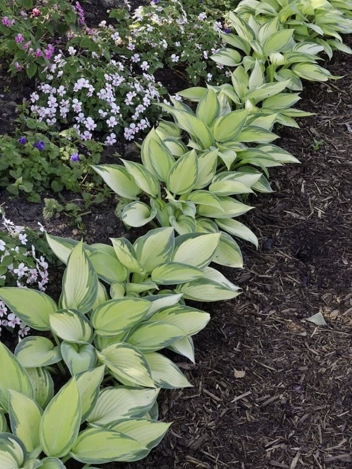 Les 15 meilleures fleurs pour les jardiniers débutants