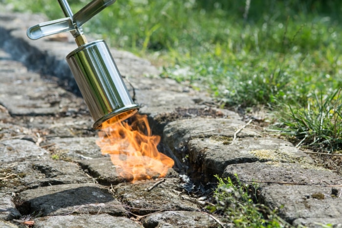 Utilisation d'un chalumeau pour tuer les mauvaises herbes