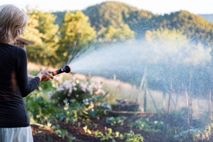 iStock-1457344058 jardinage en haute altitude Femme en été sec au coucher du soleil arrosant des légumes dans le jardin