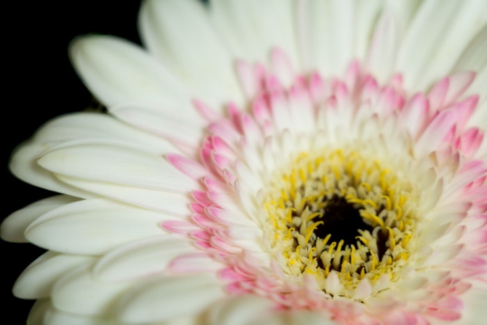 entretien des marguerites gerbera - gros plan sur la gebera hybrida