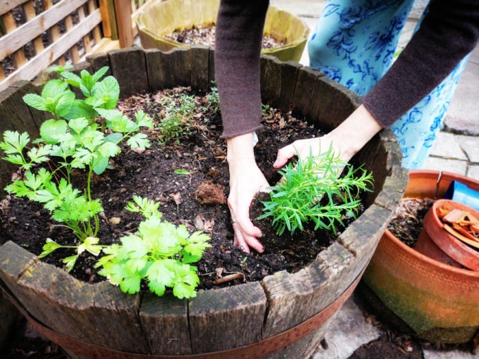 mains-plantent-des-herbes-dans-un-pot-en-bois