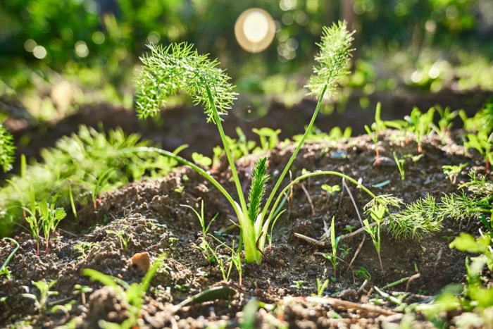 plantes odorantes