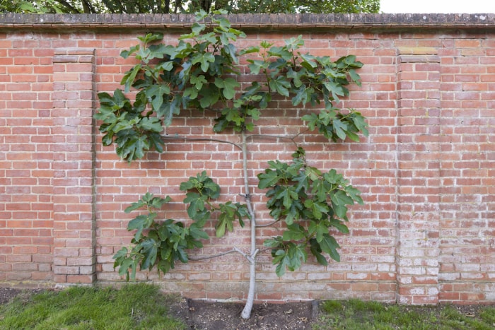 Un jeune figuier pousse devant un mur de briques à l'intérieur d'un jardin.