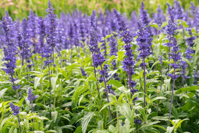 Sauge de jardin à fleurs violettes