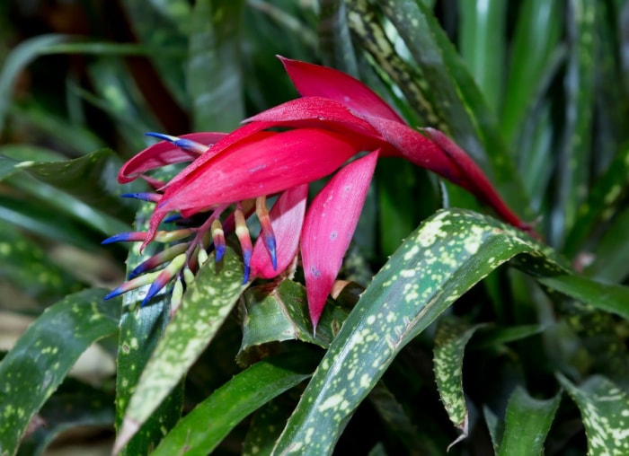 14 des plantes d'intérieur à la croissance la plus rapide pour un jardin d'intérieur presque instantané