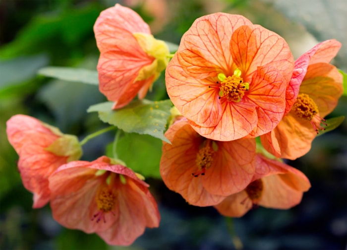 plantes d'extérieur que l'on peut multiplier à partir de boutures