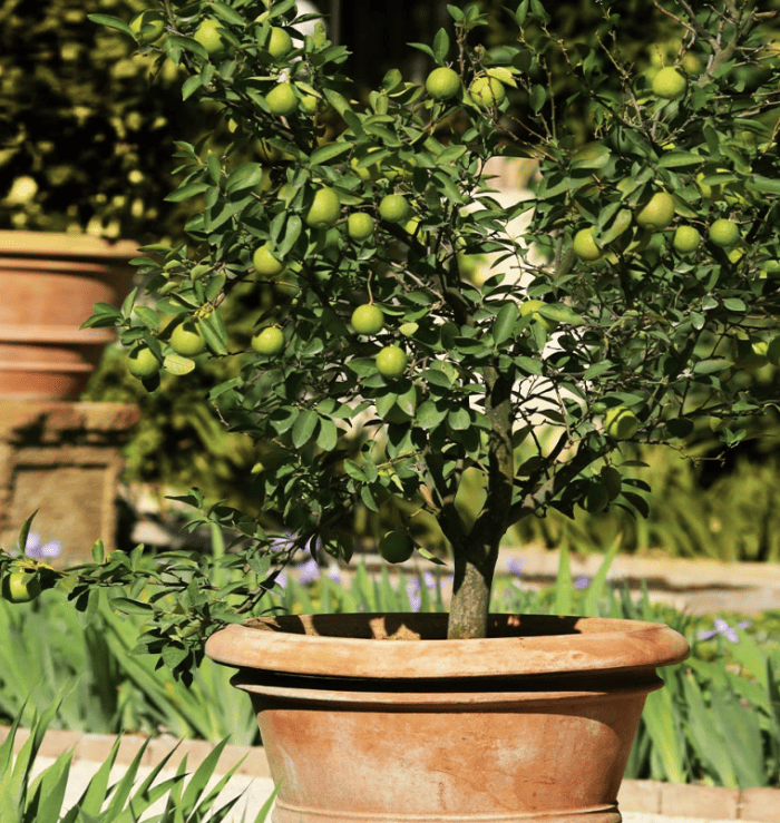 Arbre à citron vert mexicain poussant dans un pot en terre cuite.