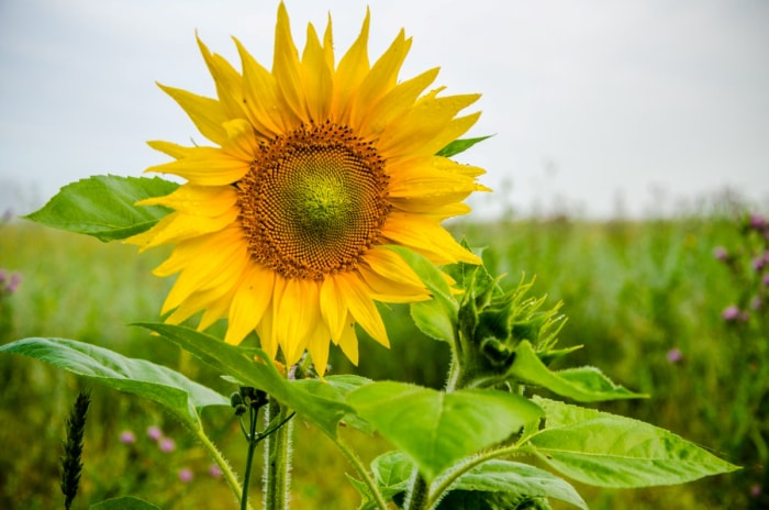 Vue rapprochée d'un seul grand tournesol en fleurs dans un jardin.