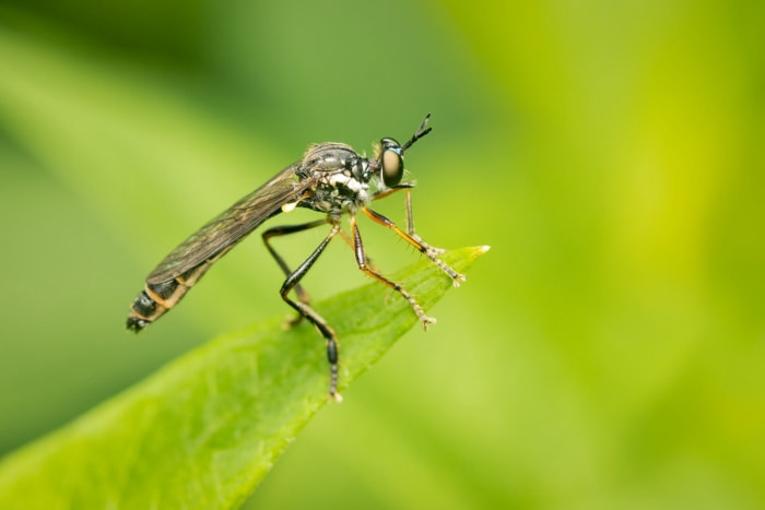 Mouche voleuse