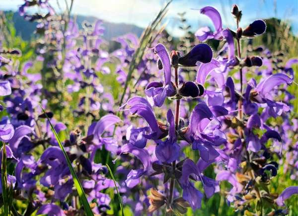 Fleurs de salvia violettes dans un champ.