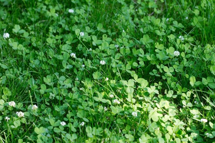 Trèfle vert poussant à l'extérieur avec de petites fleurs blanches.