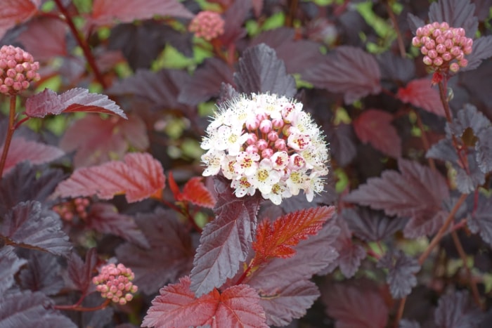 Plante d'écorce de pin avec une petite grappe de fleurs blanches