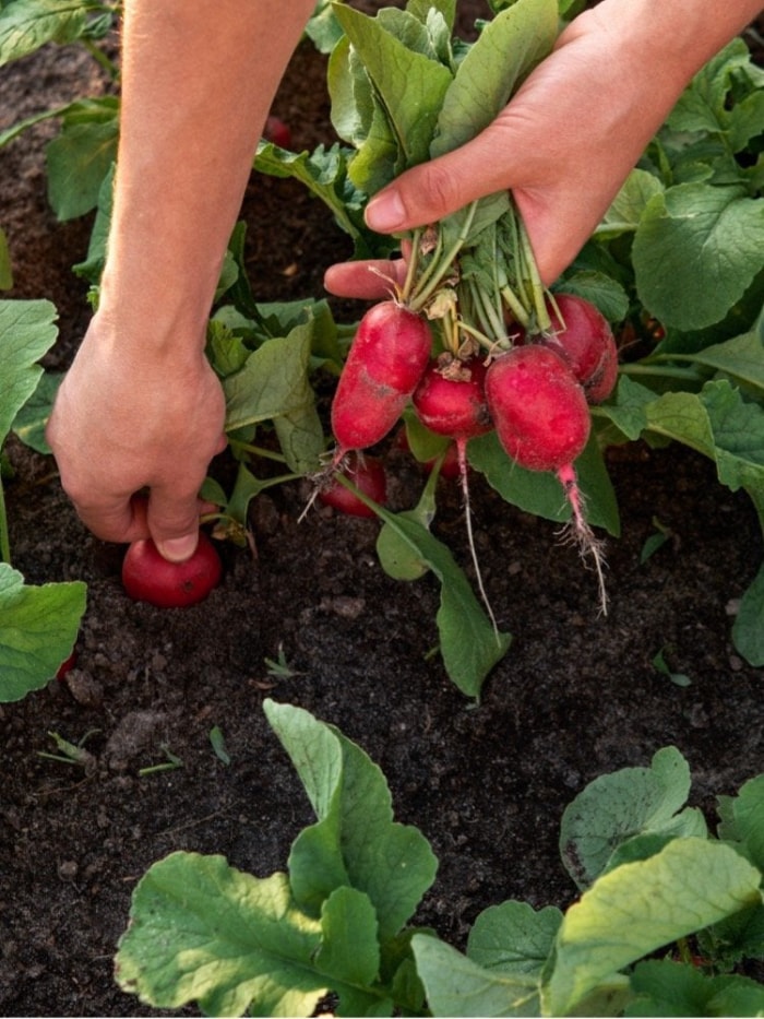 Les 10 plus grosses erreurs de jardinage potager