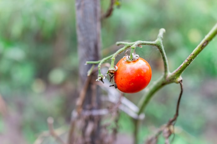 erreurs de jardinage qui tuent vos plantes - une seule tomate rouge sur une vigne fanée