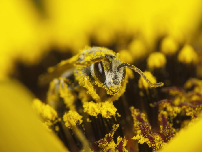 Gros plan d'une abeille couverte de pollen d'une fleur jaune