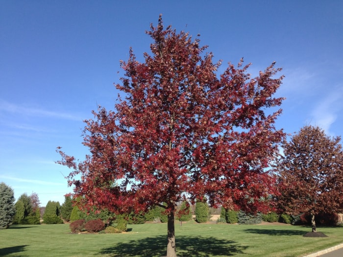 Chêne rouge