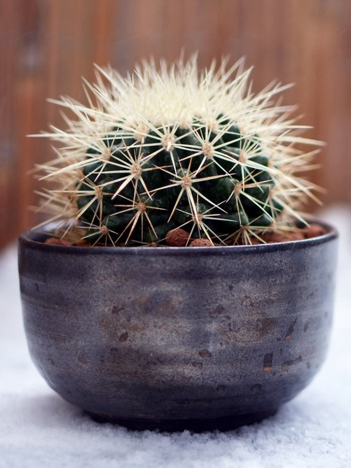 13 types de cactus que vous pouvez cultiver à la maison