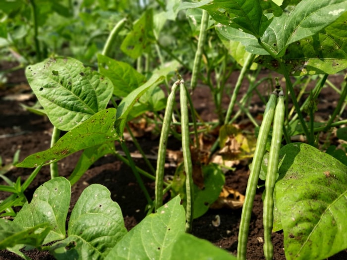 Groupe de pois fourragers poussant dans un jardin familial.